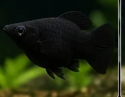 Black Molly – hình ảnh cá thực tế