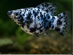 Blue Sanke – hình ảnh cá thực tế