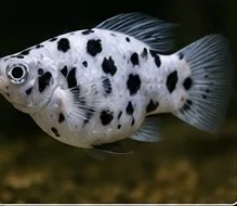 Dalmatian Molly – hình ảnh cá thực tế