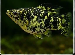 Green Sanke – hình ảnh cá thực tế