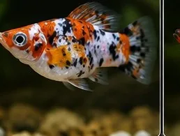 Orange Sanke – hình ảnh cá thực tế