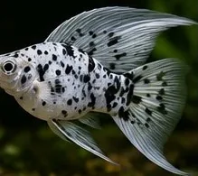 Sailfin Platinum – hình ảnh cá thực tế