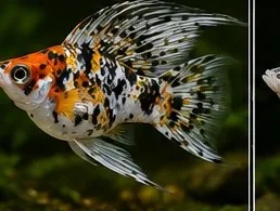 Sailfin Sanke – hình ảnh cá thực tế