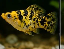 Yellow Sanke – hình ảnh cá thực tế